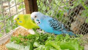 Reprodukcia zvlnených papagájov